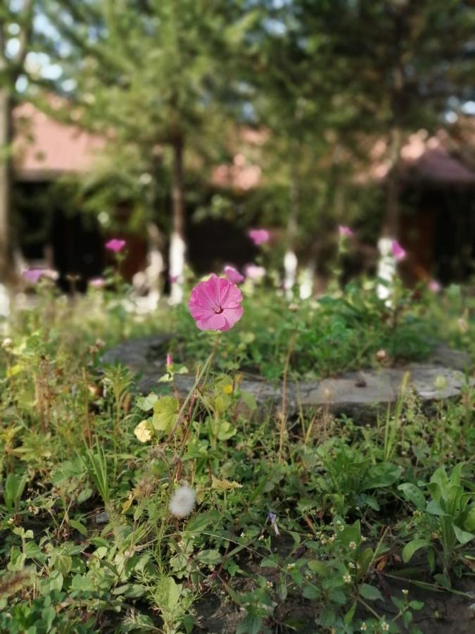 Kish Adasi Resort Sheki Exterior photo